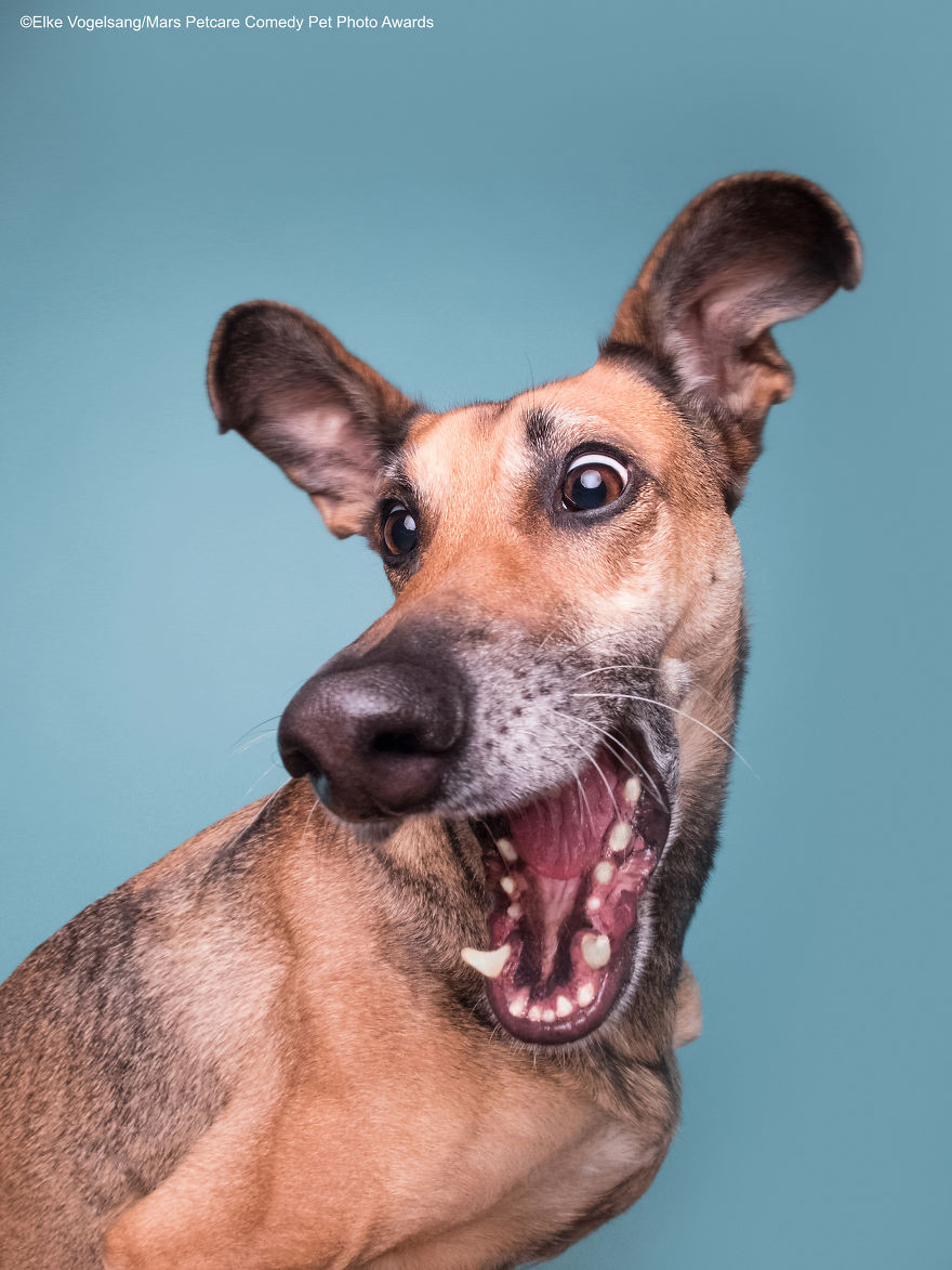 (Fonte: Elke Vogelsang/Comedy Pet Photo Awards 2020)