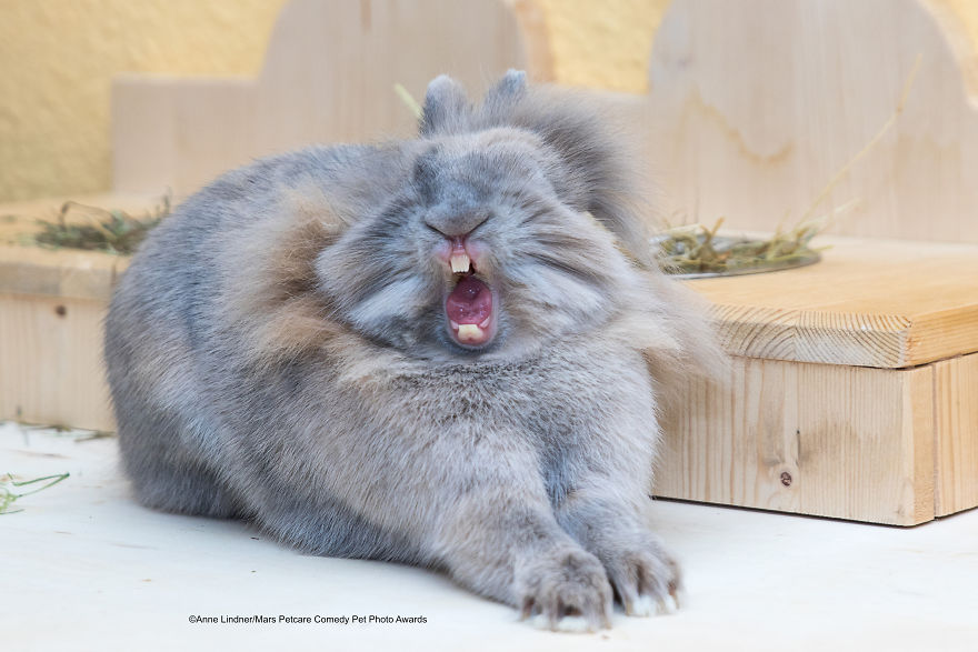 (Fonte: Anne Lindner/Comedy Pet Photo Awards 2020