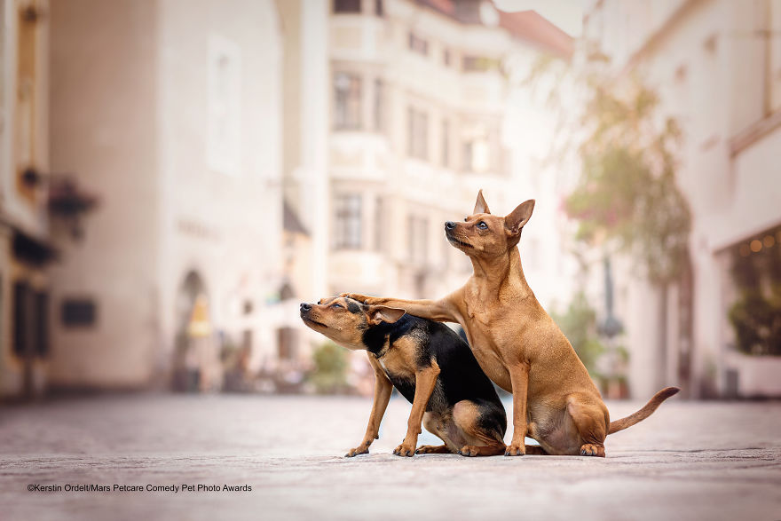 (Fonte: Kerstin Ordelt/Comedy Pet Photo Awards 2020)