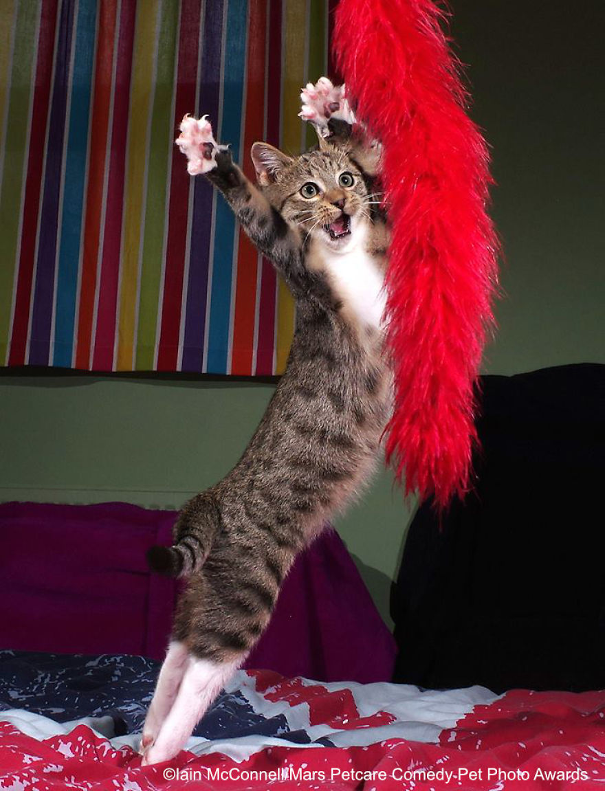 (Fonte: Iain McConnell/Comedy Pet Photo Awards 2020)