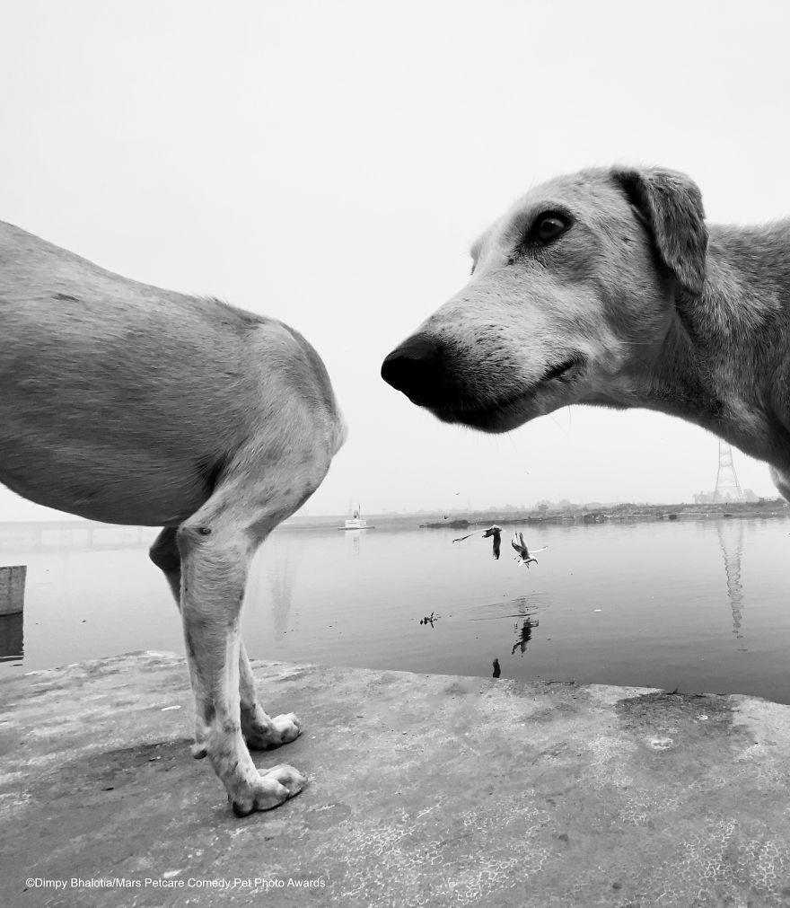 (Fonte: Dimpy Bhalotia/Comedy Pet Photo Awards 2020)