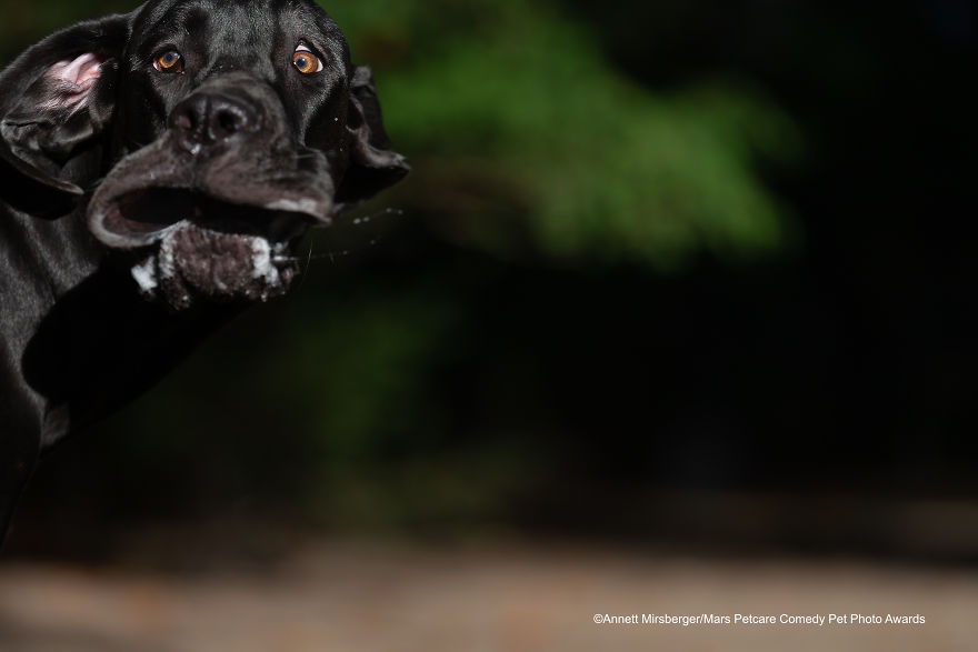(Fonte: Annett Mirsberger/Comedy Pet Photo Awards 2020)