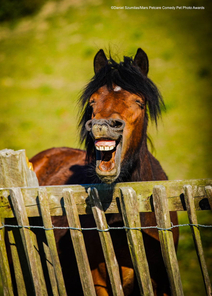 (Fonte: Daniel Szumilas/Comedy Pet Photo Awards 2020)