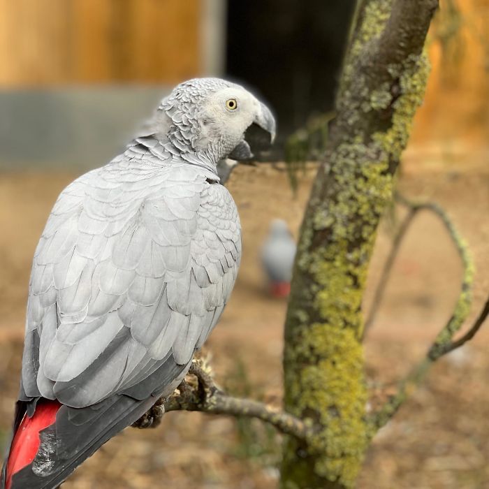 (Fonte: Lincolnshire Wildlife Park/Reprodução)