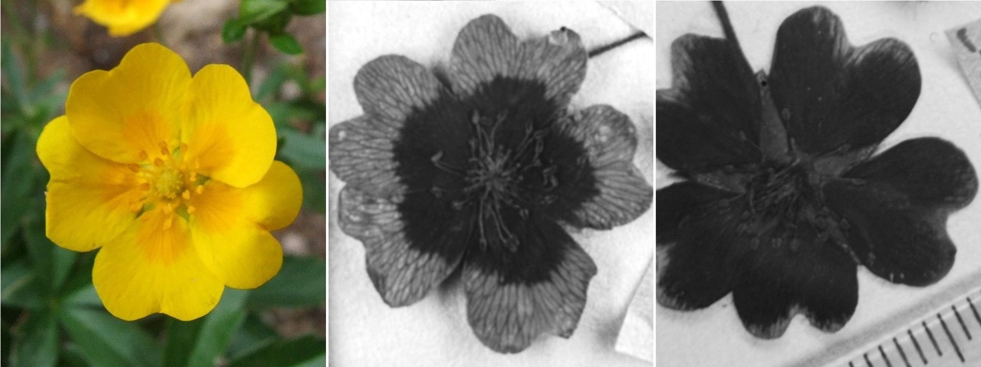 As flores de cinquefoil alpino (à esquerda) colhidas em 1977 (centro) e 1999 (direita) têm padrões de pigmentação ultravioleta visivelmente diferentes.