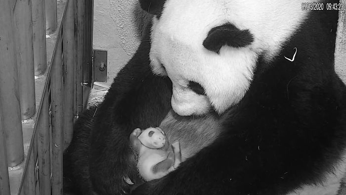 (Fonte: Smithsonian’s National Zoo/Reprodução)