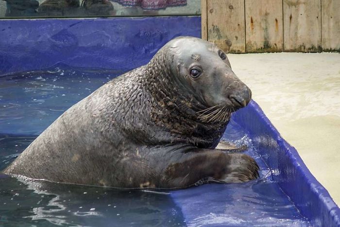 (Fonte: Cornish Seal Sanctuary)