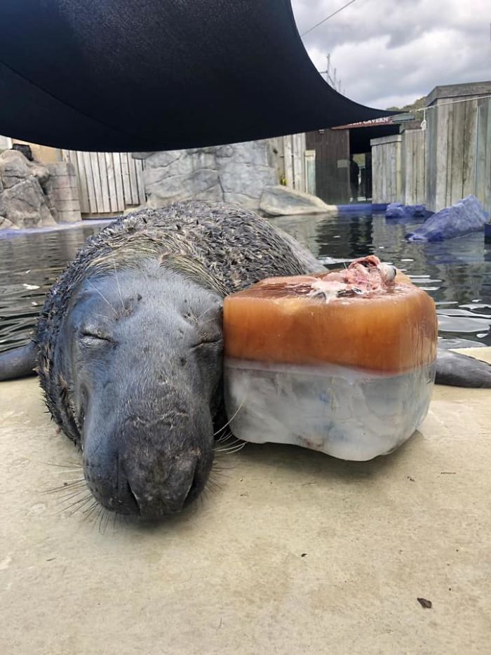 (Fonte: Cornish Seal Sanctuary)