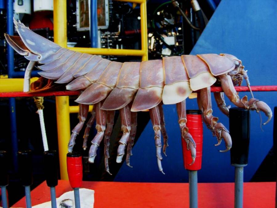 (Fonte: Deep Sea News)