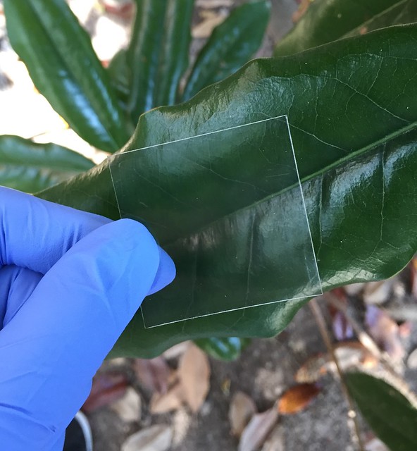 Pedaço de "vidro" feito de madeira transparente (Fonte: USDA Forest Service/Reprodução)