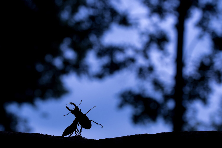 (Fonte: CUPOTY/Edwin Giesbers/Reprodução)