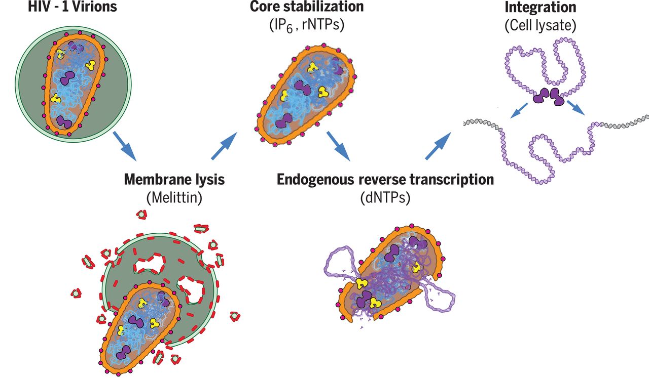 Sundquist et al./Reprodução