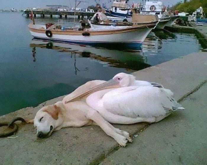 Fonte: r/aww/reedit/Reprodução