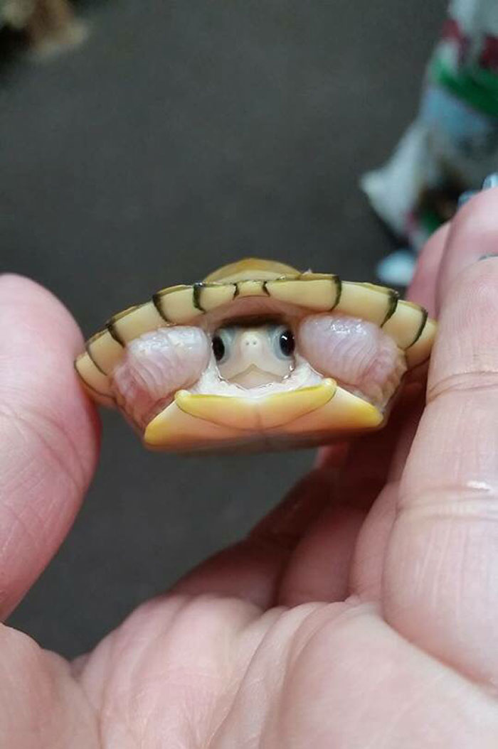 Fonte: morgiibee (Reprodução / Reddit)