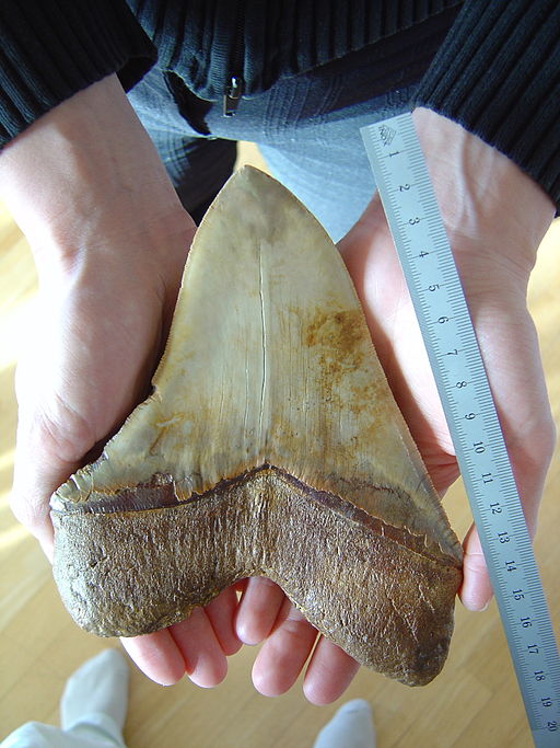 As presas encontradas do animal. (Fonte: Wikimedia Commons)