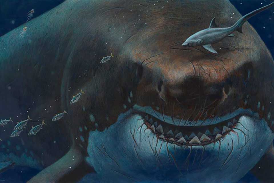 5 Preuve Que Le Megalodon Existe 5 Preuve Que Le Mégalodon Existe | AUTOMASITES