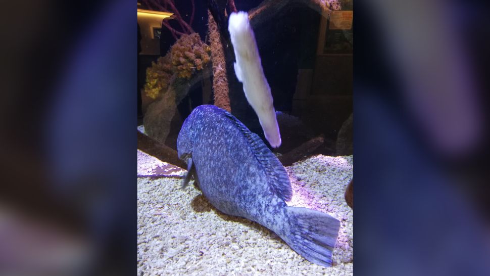 (Fonte: Sea Life Helsinqui/Reprodução)