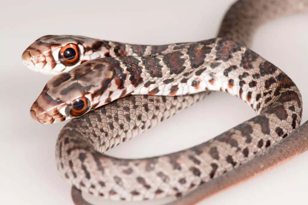 Dos, a cobra de duas cabeças encontrada na Florida, Estados Unidos