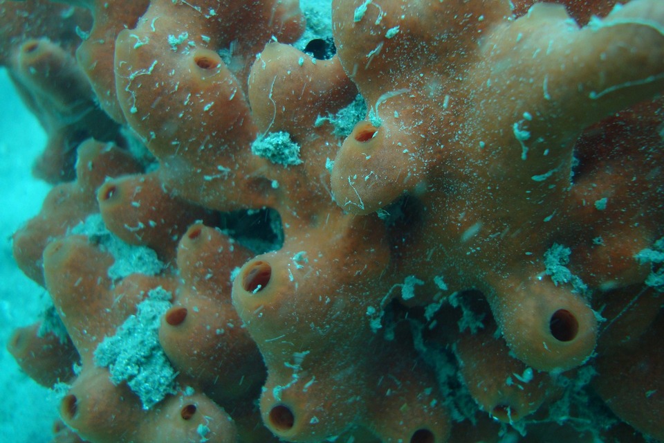 Imenso recife é descoberto na Grande Barreira de Corais