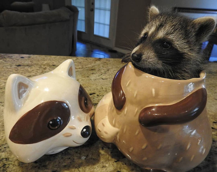 Fonte: @shellsraccoonsandwildlife (Reprodução / Instagram)