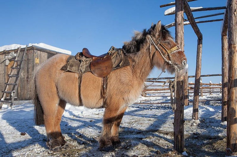 Cavalo iacutiano: baixinho e atarracado. (Foto: