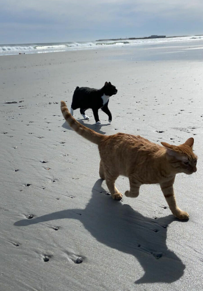 Gato vai à praia pela primeira vez e sua reação é hilária - Mega Curioso