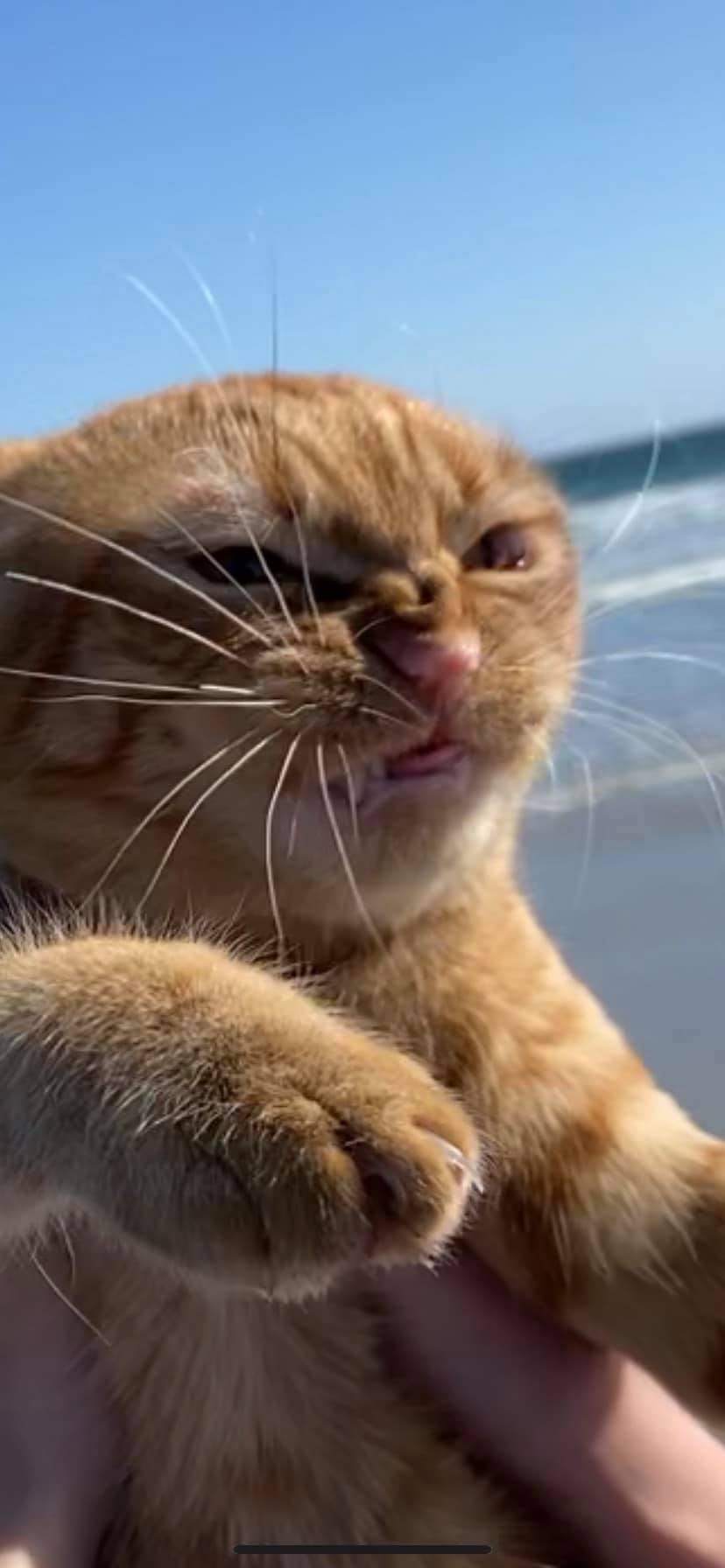 Gato vai à praia pela primeira vez e sua reação é hilária - Mega Curioso