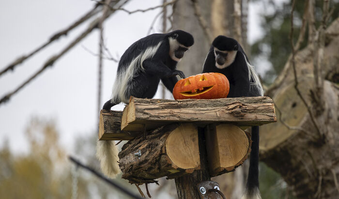 (Fonte: Pairi Daiza Animal Park/Reprodução)