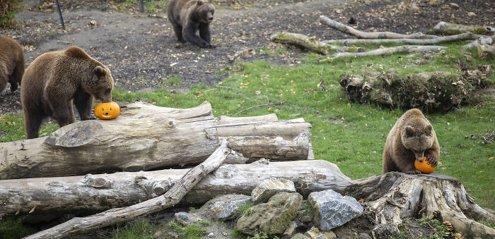 (Fonte: Pairi Daiza Animal Park/Reprodução)