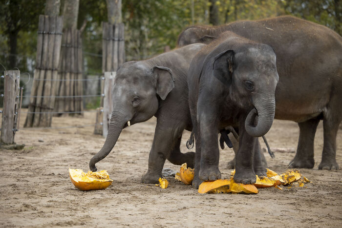 (Fonte: Pairi Daiza Animal Park/Reprodução)