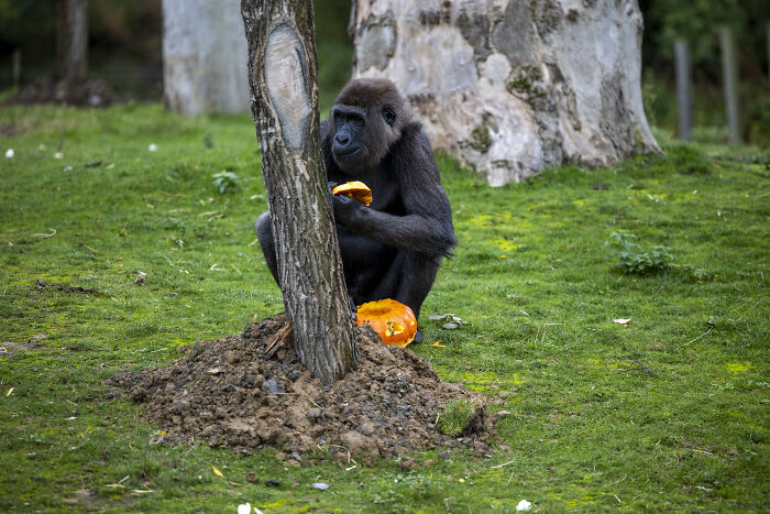 (Fonte: Pairi Daiza Animal Park/Reprodução)