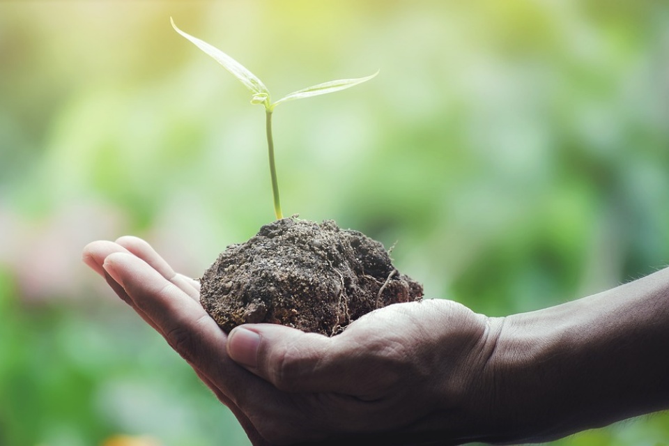 Ecosia, o buscador que planta árvores a cada pesquisa que você faz