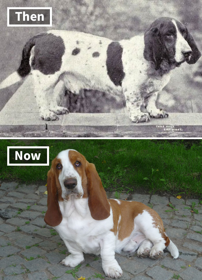 Fonte: Dogs of All Nations/Reprodução