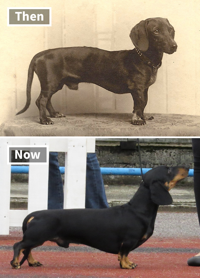 Fonte: Dogs of All Nations/Reprodução