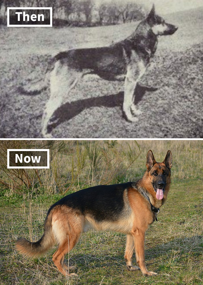 Fonte: Dogs of All Nations/Reprodução
