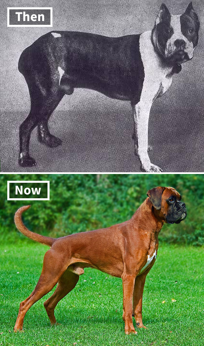 Fonte: Dogs