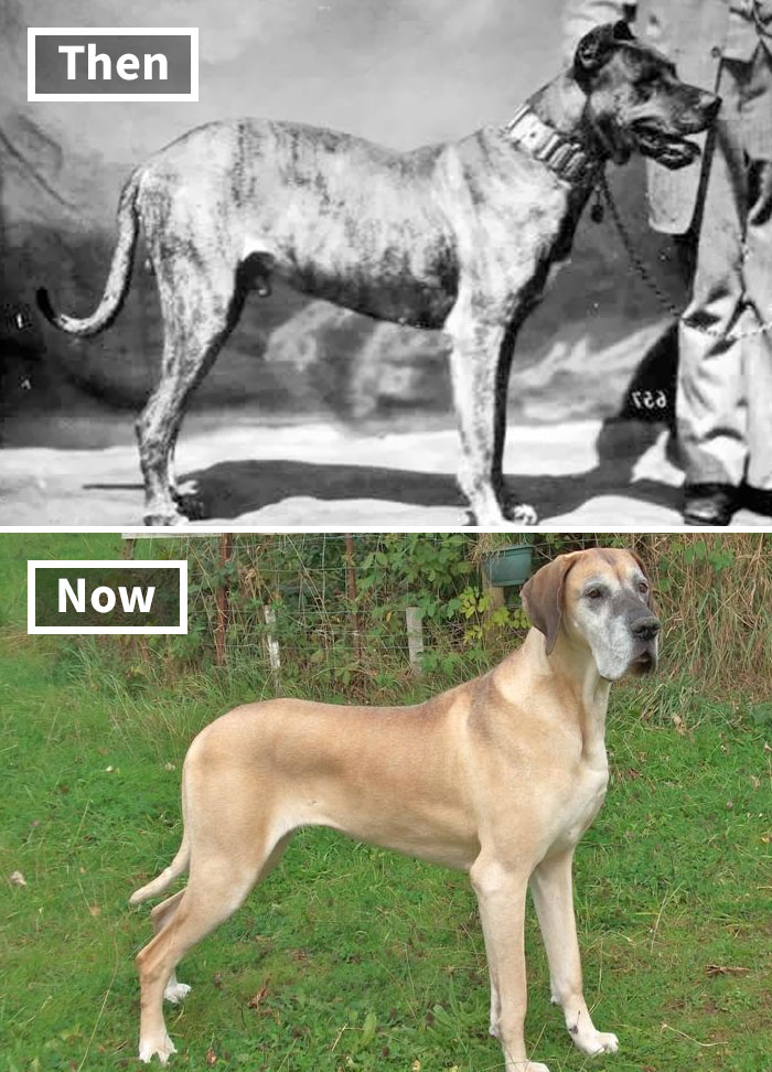 Fonte: Dogs of All Nations/Reprodução