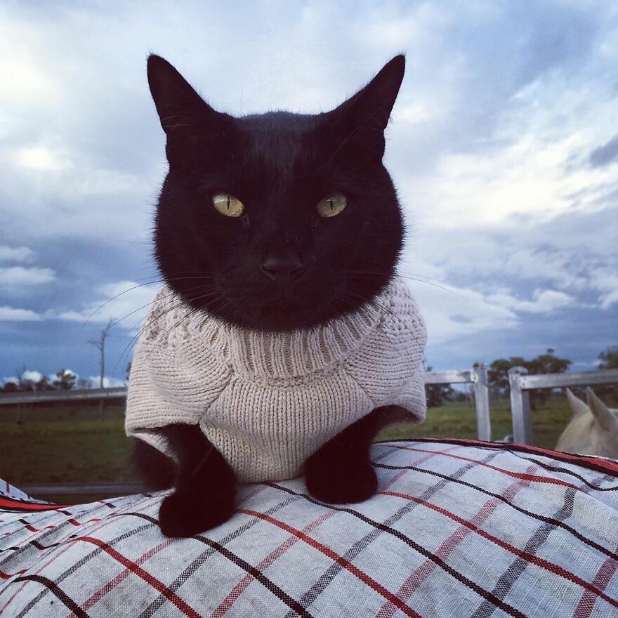O gatinho Morris