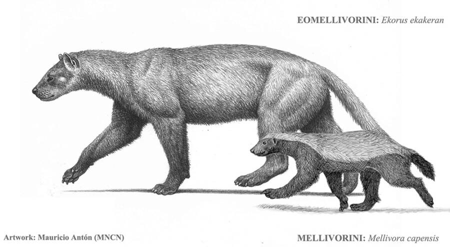 (Fonte: Maurício Anton/Museu Nacional de Ciências Naturais)
