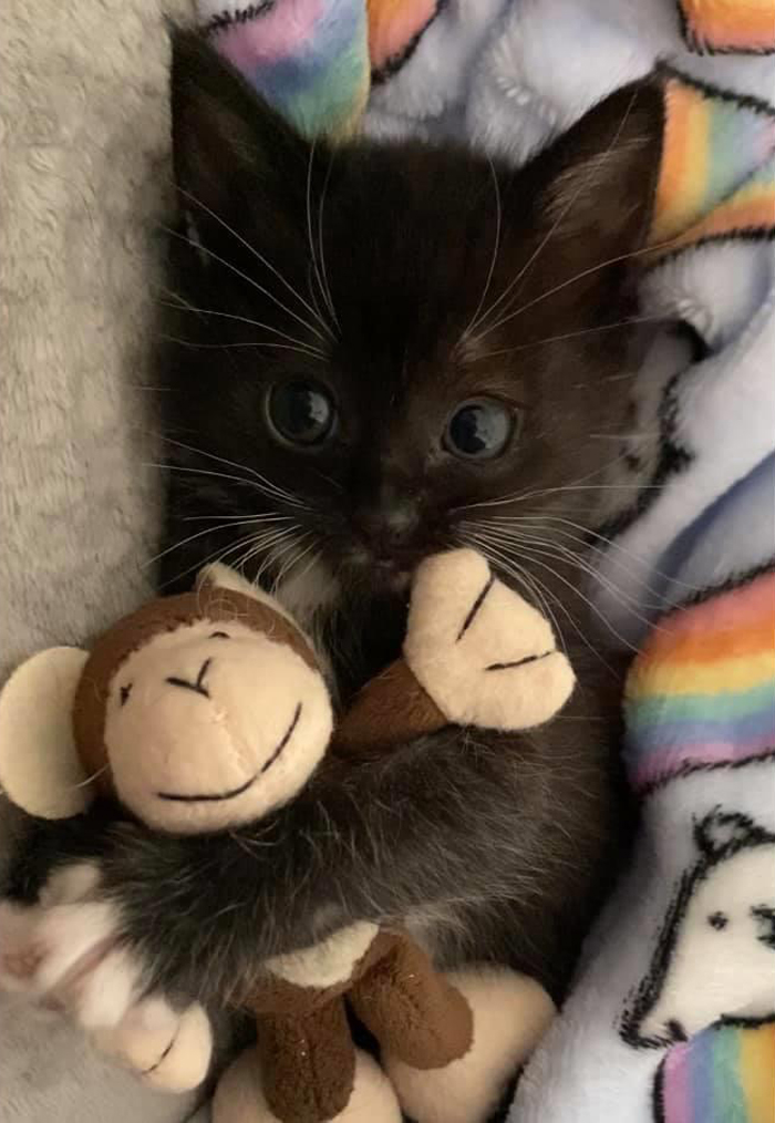 (Fonte: dangerkitten00/Reddit)