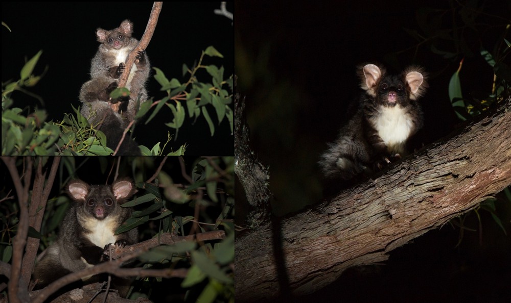 Na imagem, as novas espécies: acima, à esquerda, o Petauroides minor; abaixo, o P. armillatus; e à direita, o P. volans.