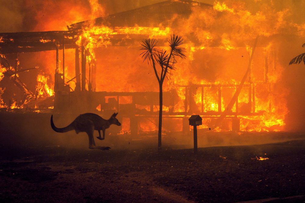 Os incêndios na Austrália este ano mataram quase meio bilhão de animais.