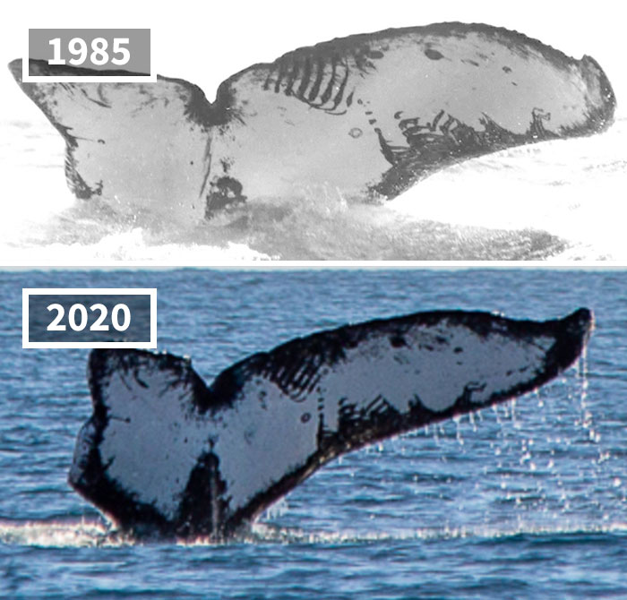 (Fonte: HappyWhale/Reprodução)