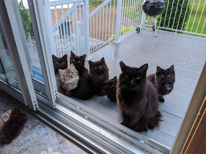 (Fonte: Chatons Orphelins Montréal/Facebook)