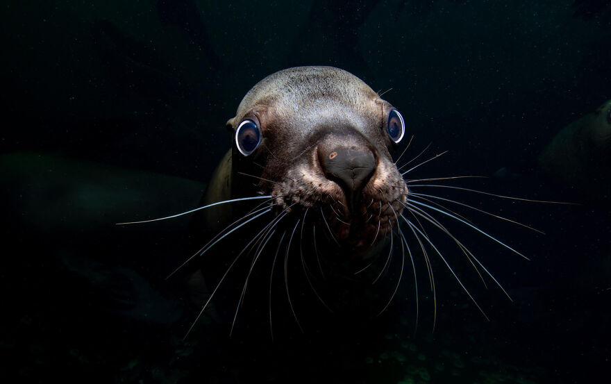 (Fonte: Celia Kujala/The Ocean Photography Awards)