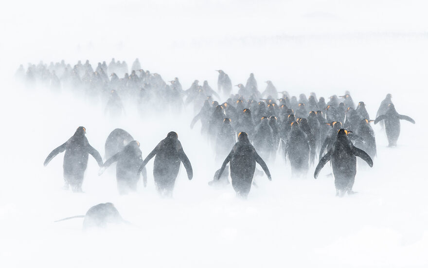 (Fonte: Ben Cranke/The Ocean Photography Awards)