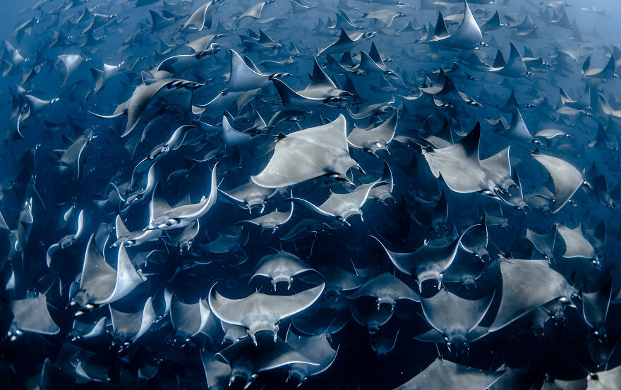 (Fonte: Nadia Aly/The Ocean Photography Awards)