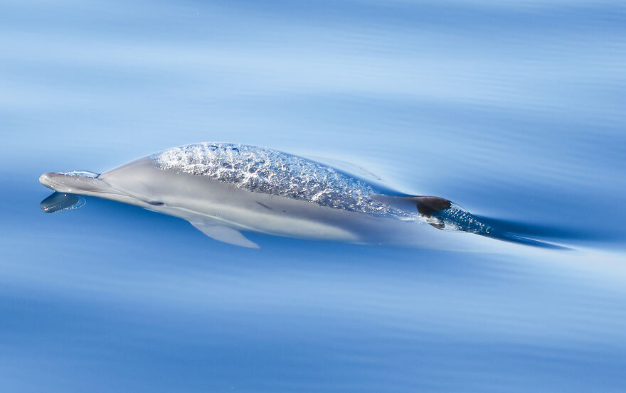 (Fonte: Kyla McLay/The Ocean Photography Awards)