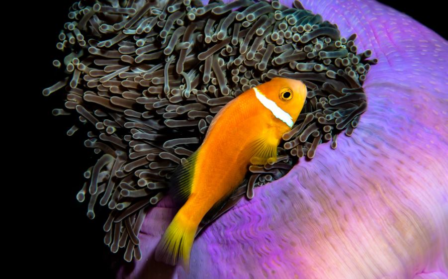 (Fonte: Cruz Erdmann/The Ocean Photography Awards)