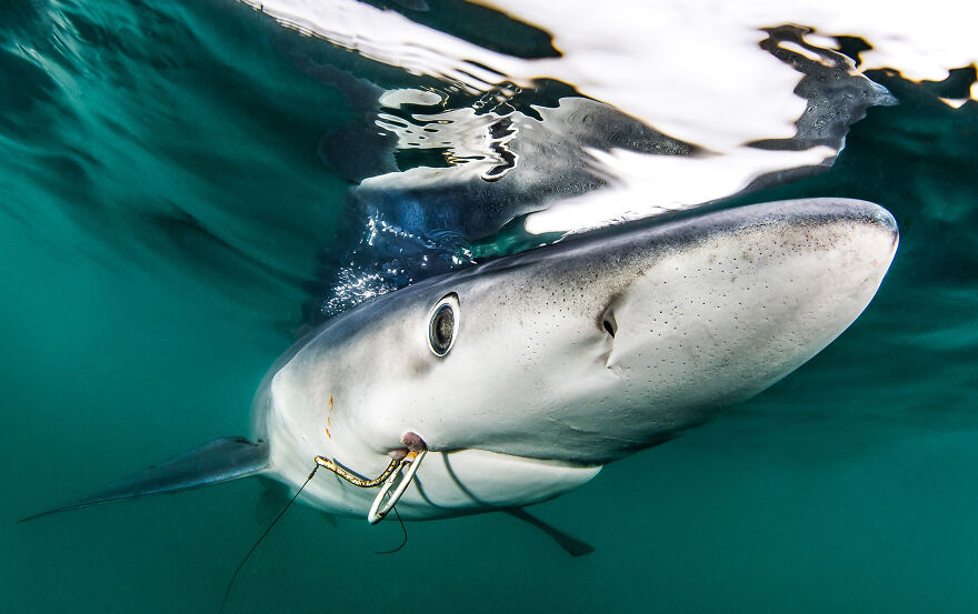 (Fonte: Ron Watkins/The Ocean Photography Awards)